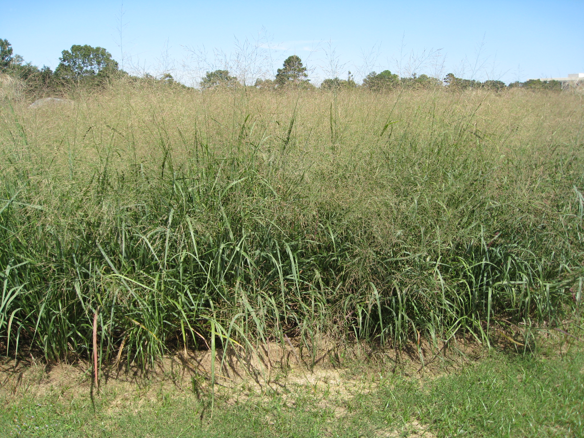 Panicum Virgatum Switchgrass Long Island Native Plant vrogue.co